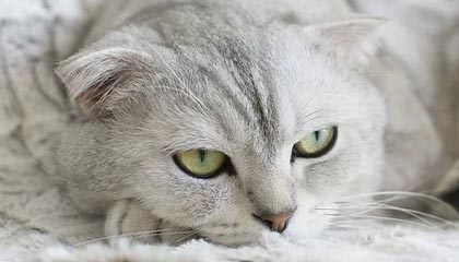 开云网页版-Cloud9问鼎LCS春季赛冠军，问鼎联盟冠军