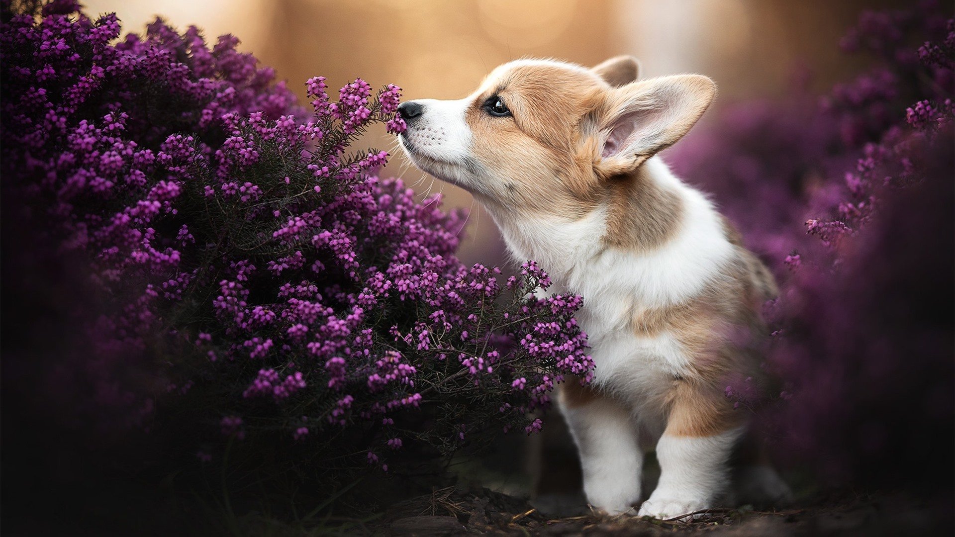 五大联赛控球时间是否越长越接近胜利，五大联赛控球时间是否越长越接近胜利球
