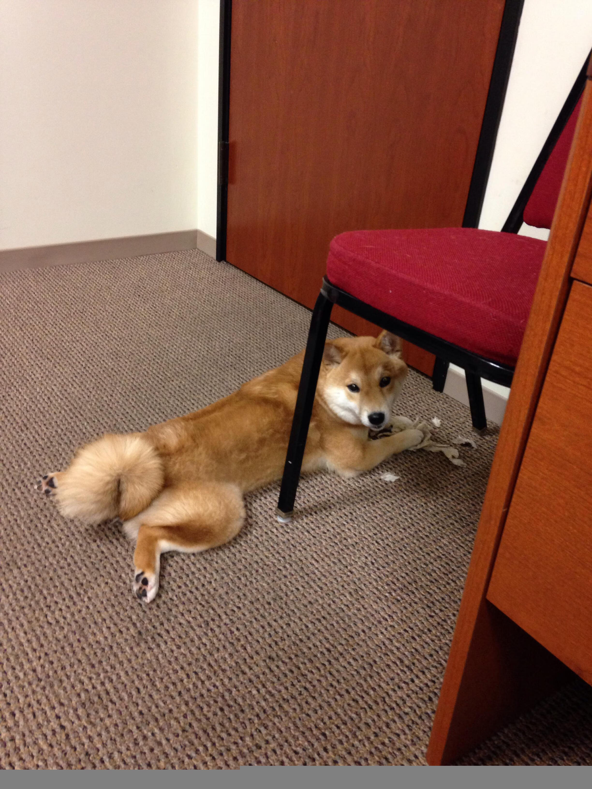 “费尔南多·比亚尔巴的创新踢球为美洲狮队注入新活力”