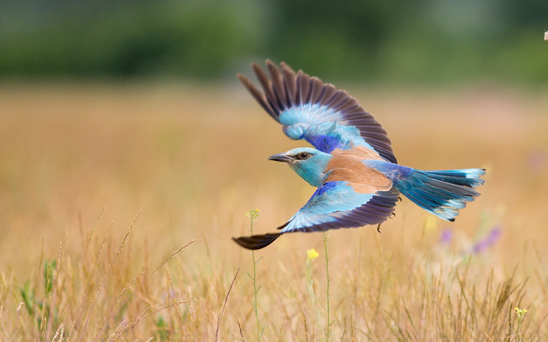 本泽马关键进球,皇马绝杀巴塞罗那