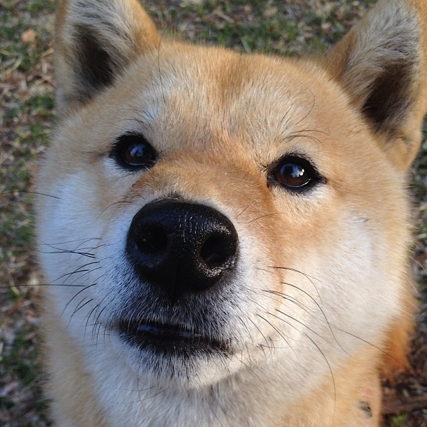 开云体育APP下载-波波维奇用坚韧精神征服赛场挑战，波波维奇有多强