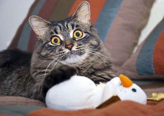 开云入口-英超激烈较量：每场都是精彩盛宴！，英超全场集锦