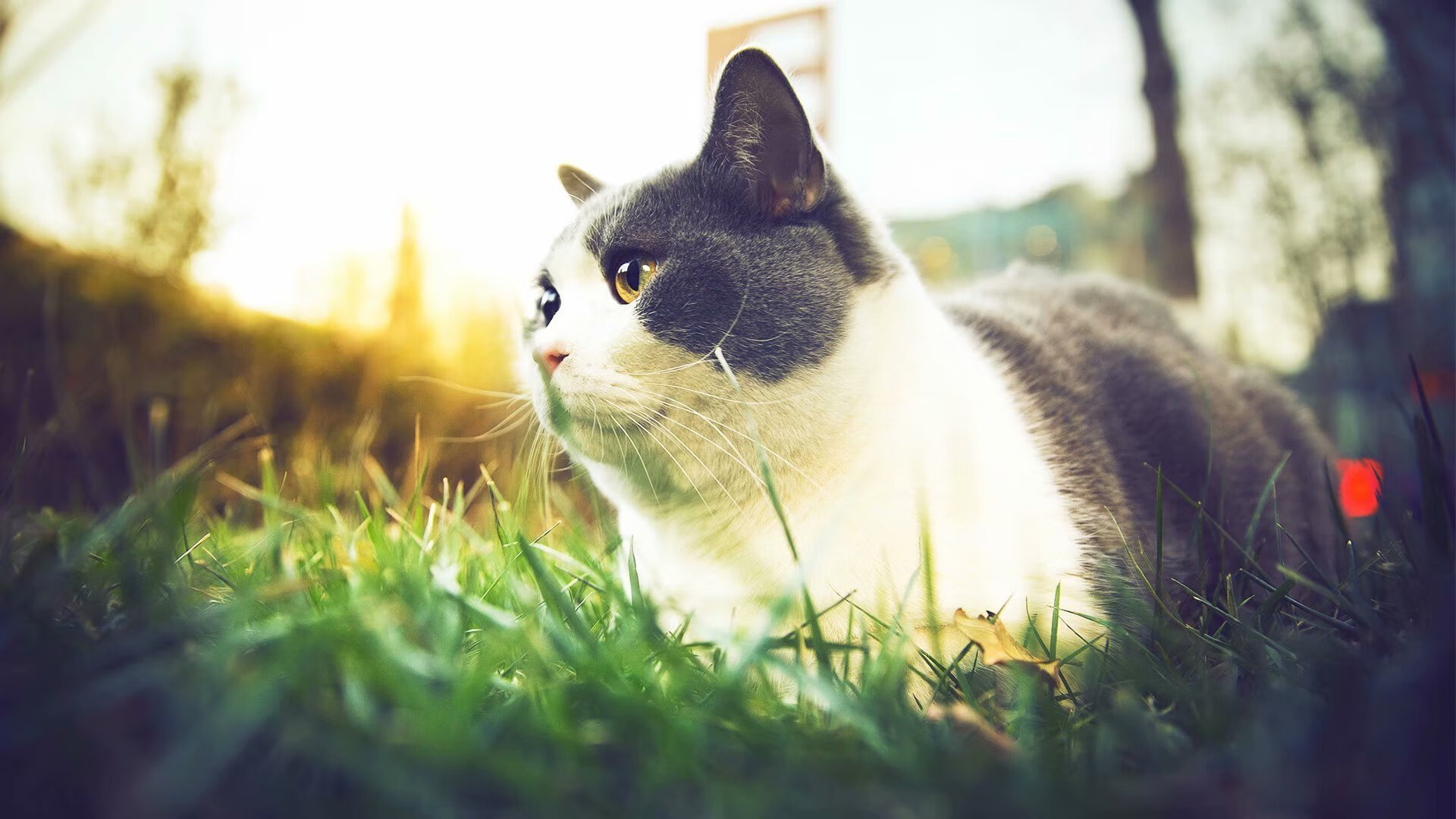 足球俱乐部财务公开制度促进透明化管理,足球俱乐部财政