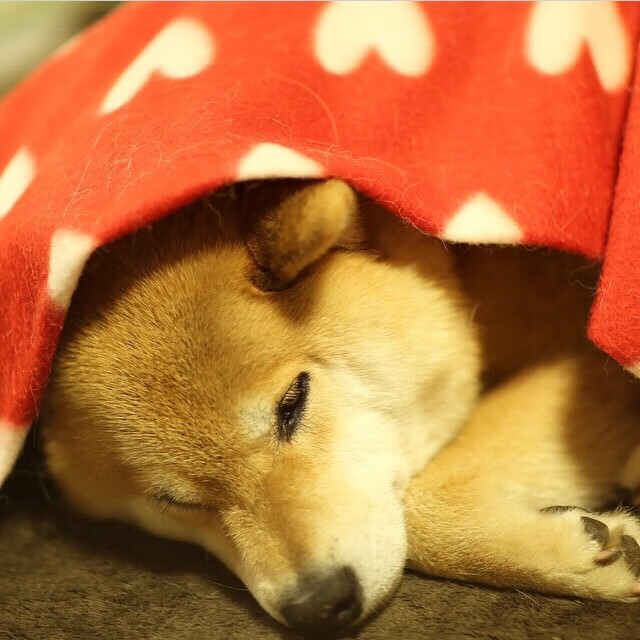 开云·体育官网-跳水动作优雅与精准并存，跳水动作专业术语