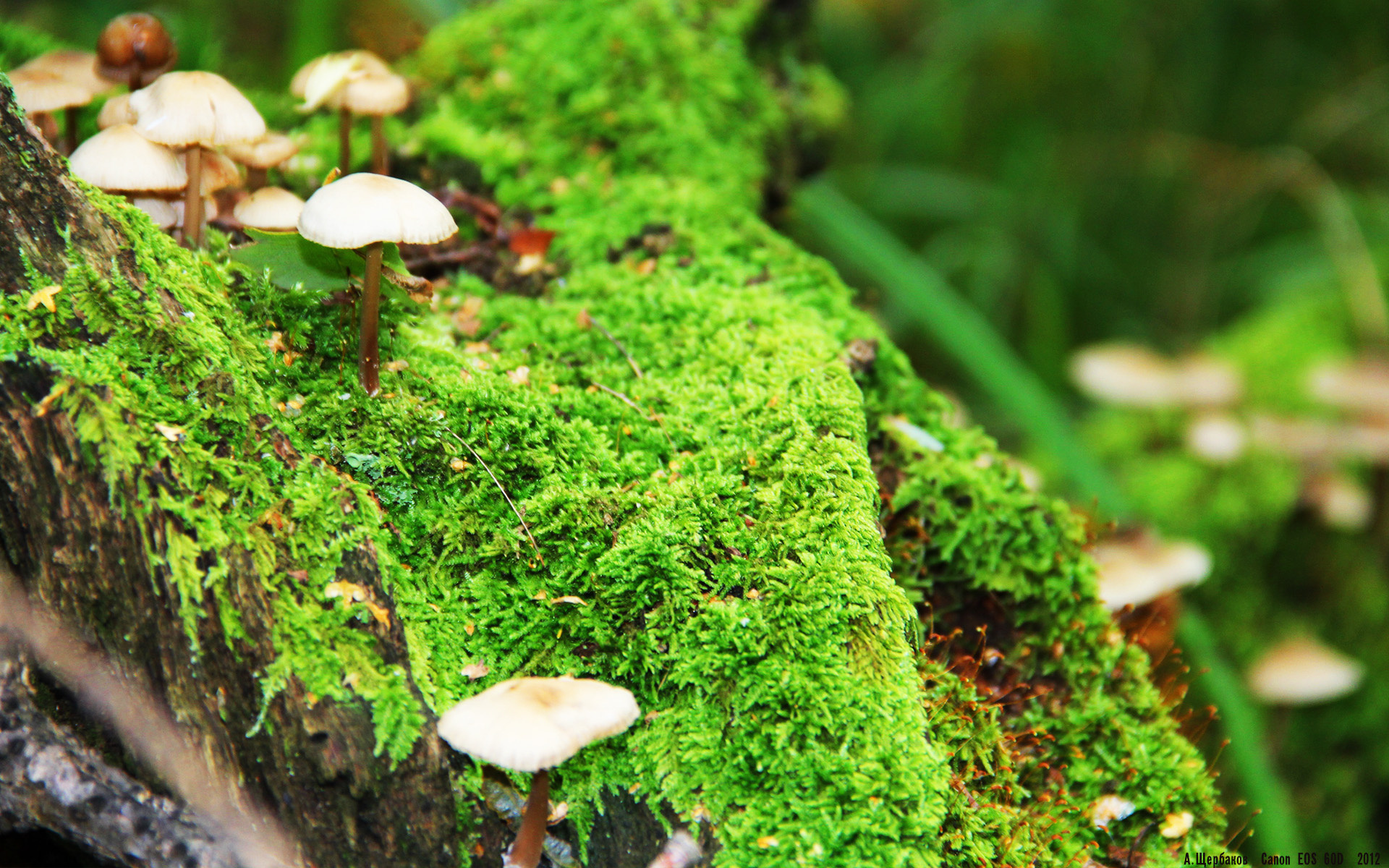 开云网页版登录入口-鹈鹕主场灯光系统升级比赛体验显著改善，鹈鹕主场球馆名称